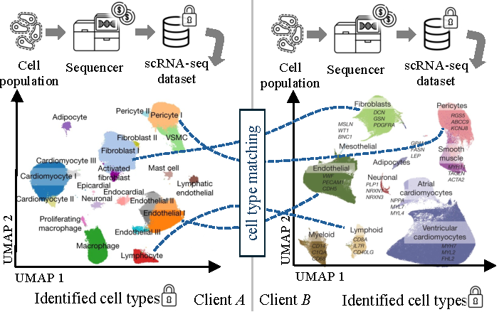 Two clients $A$ and $B$ independently collect and analyze scRNA-seq data from different donors, identifying clusters of cell types they aim to compare against each other to discover common cell types for bootstrapping further collaboration while keeping their sensitive data and identified clusters confidential. For visualization, cell types are embedded in a two-dimensional UMAP space, however, the actual matching is performed on the high-dimensional gene expression space.